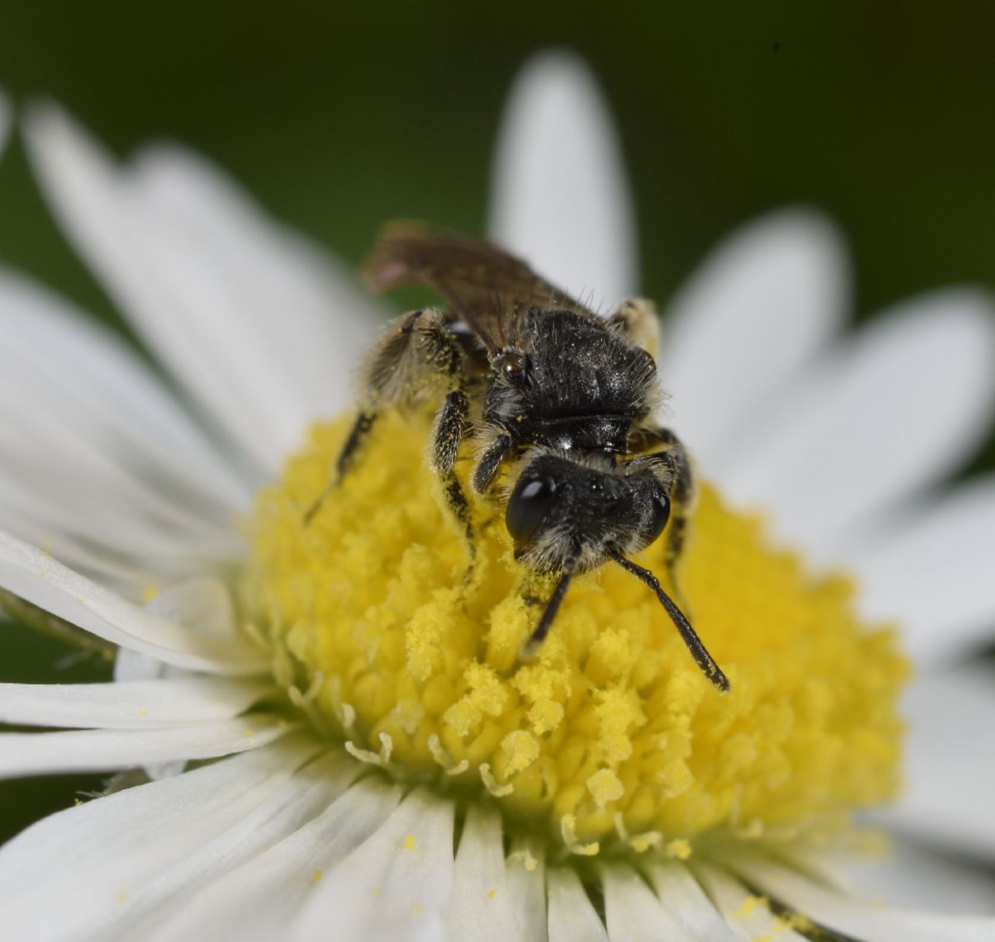 Apidae Andreninae:   Andrena sp., femmina